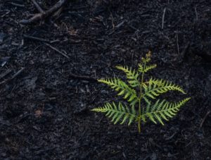 Plant in ash